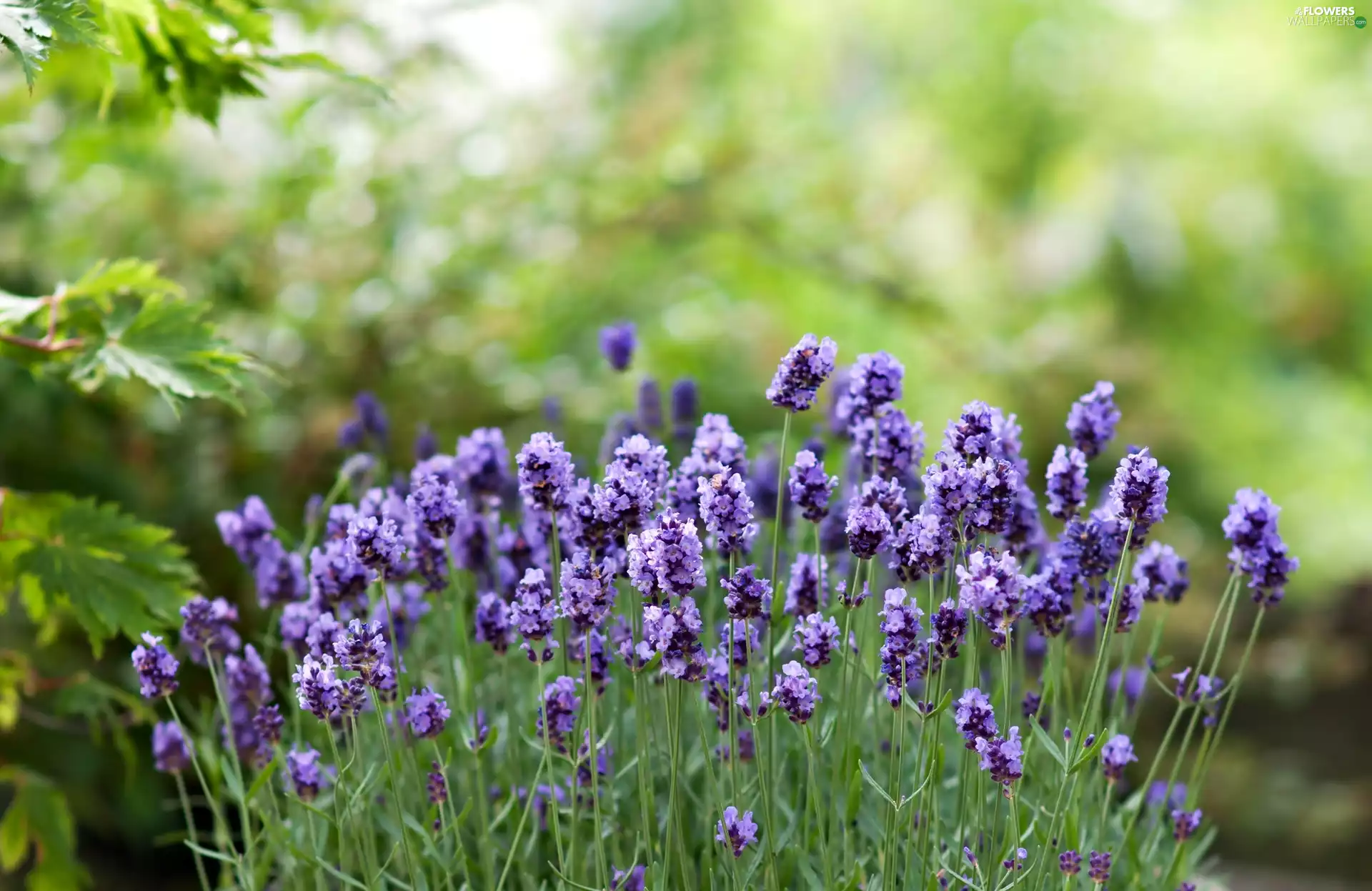 lavender, Blue, Flowers
