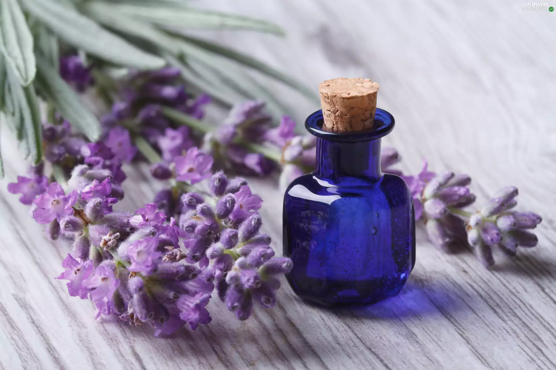 Flowers, Blue, bottle, lavender
