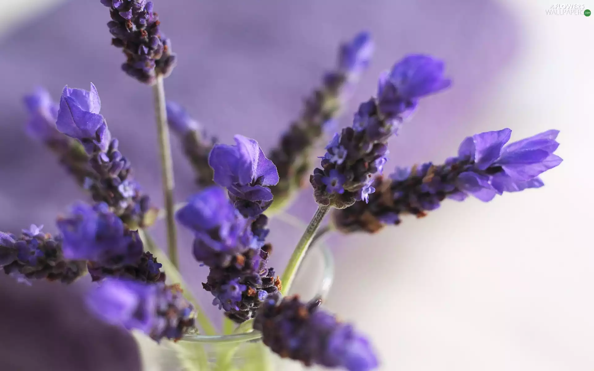 lavender, bouquet, Flowers