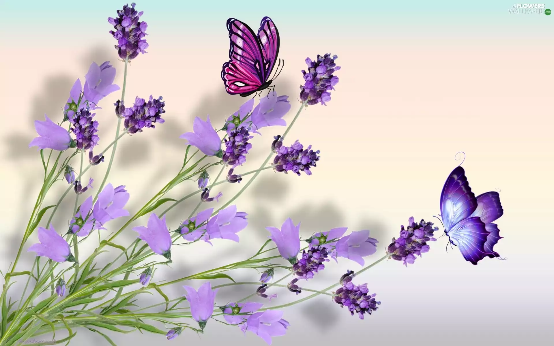 Flowers, ringtones, butterflies, lavender