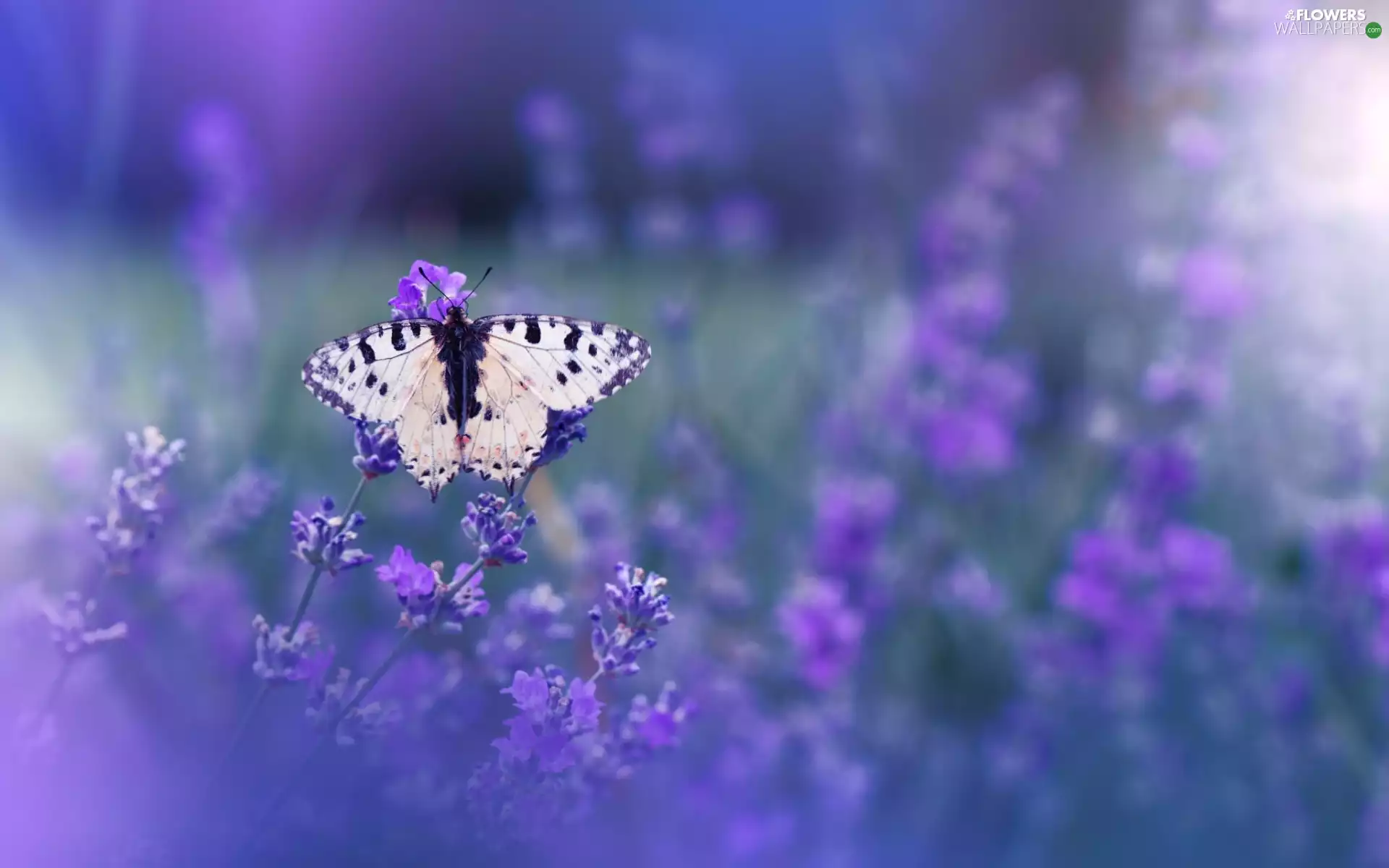 lavender, butterfly, Flowers