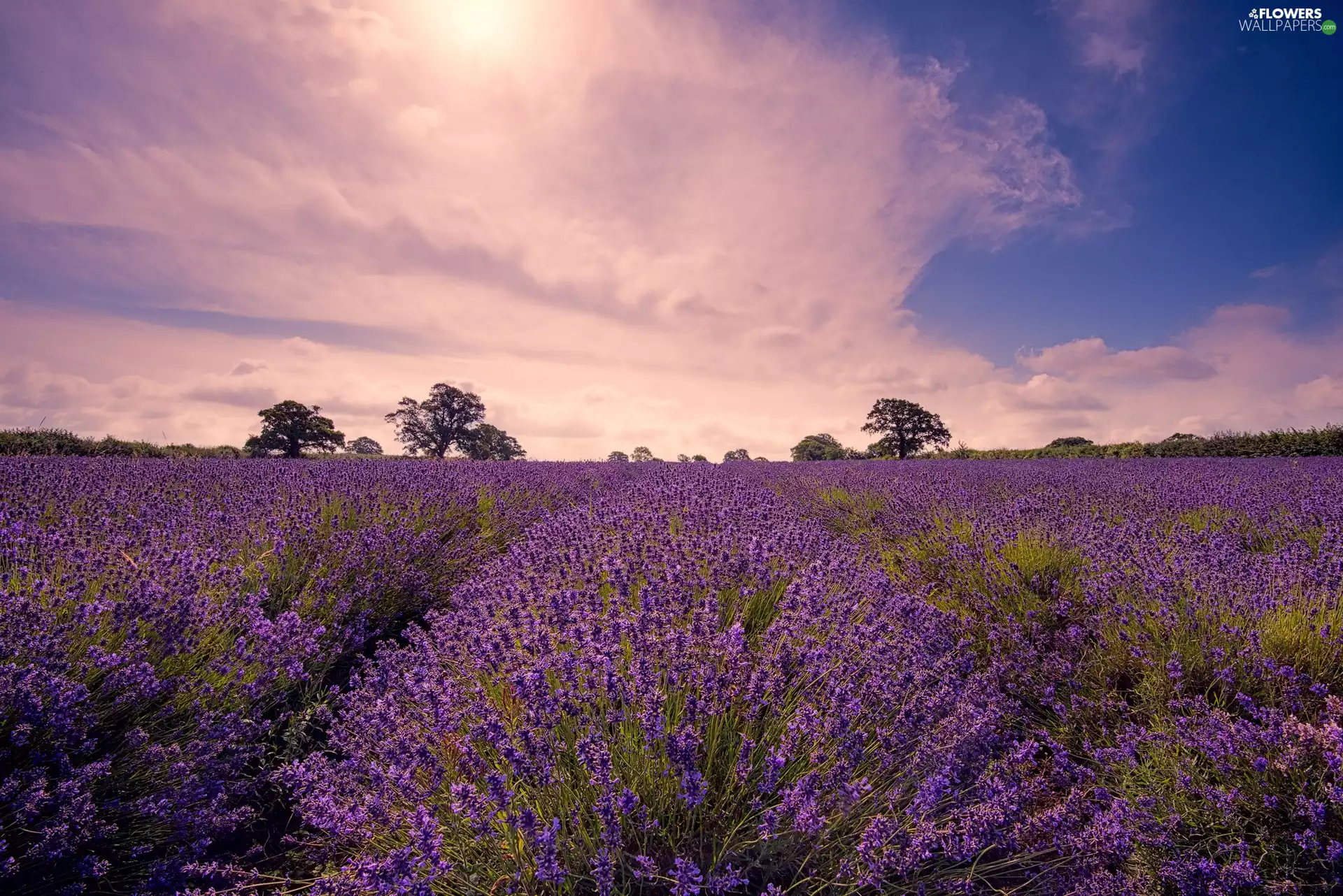 Flowers, Sky, clouds, lavender