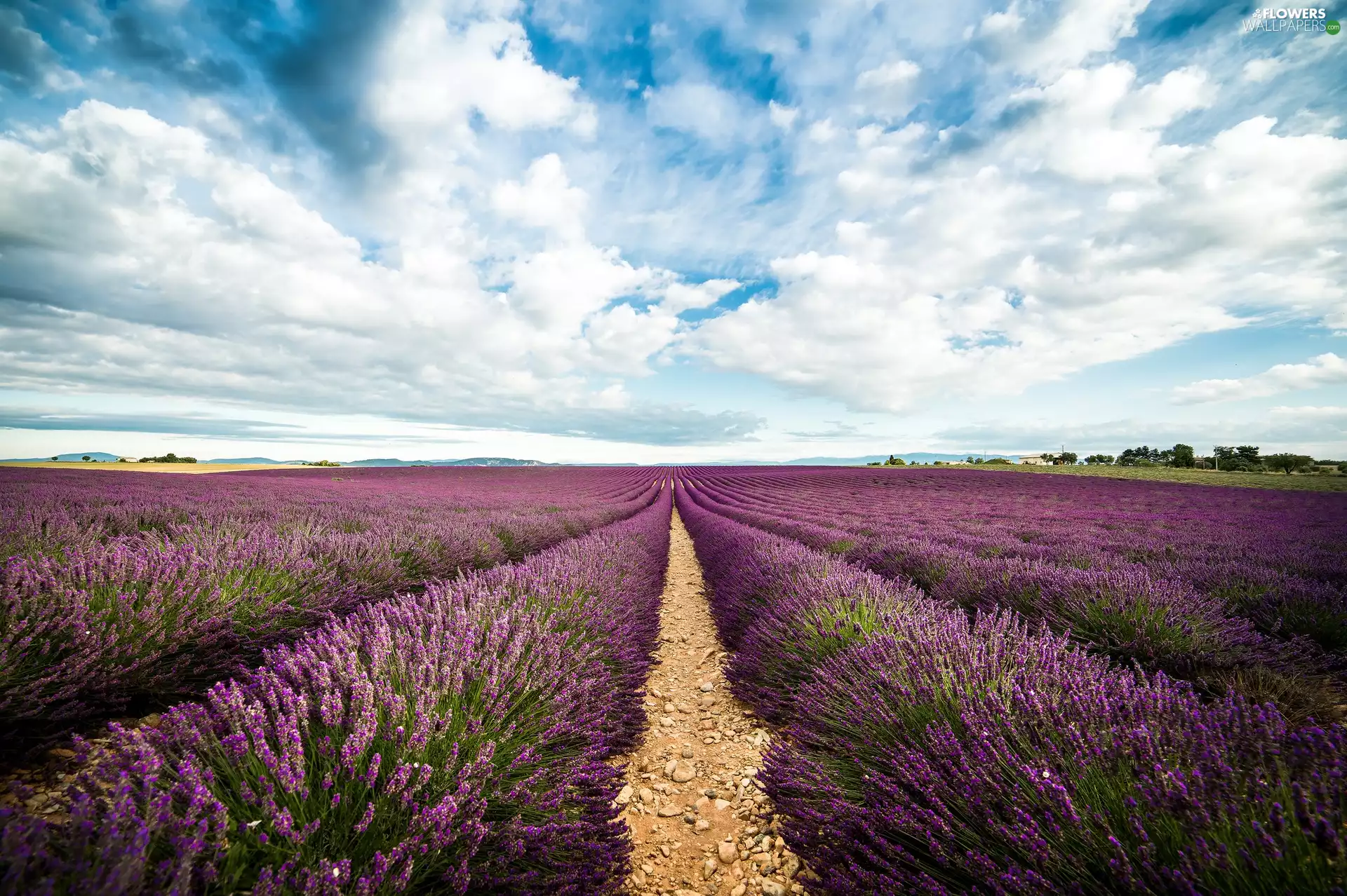 Flowers, Sky, clouds, lavender