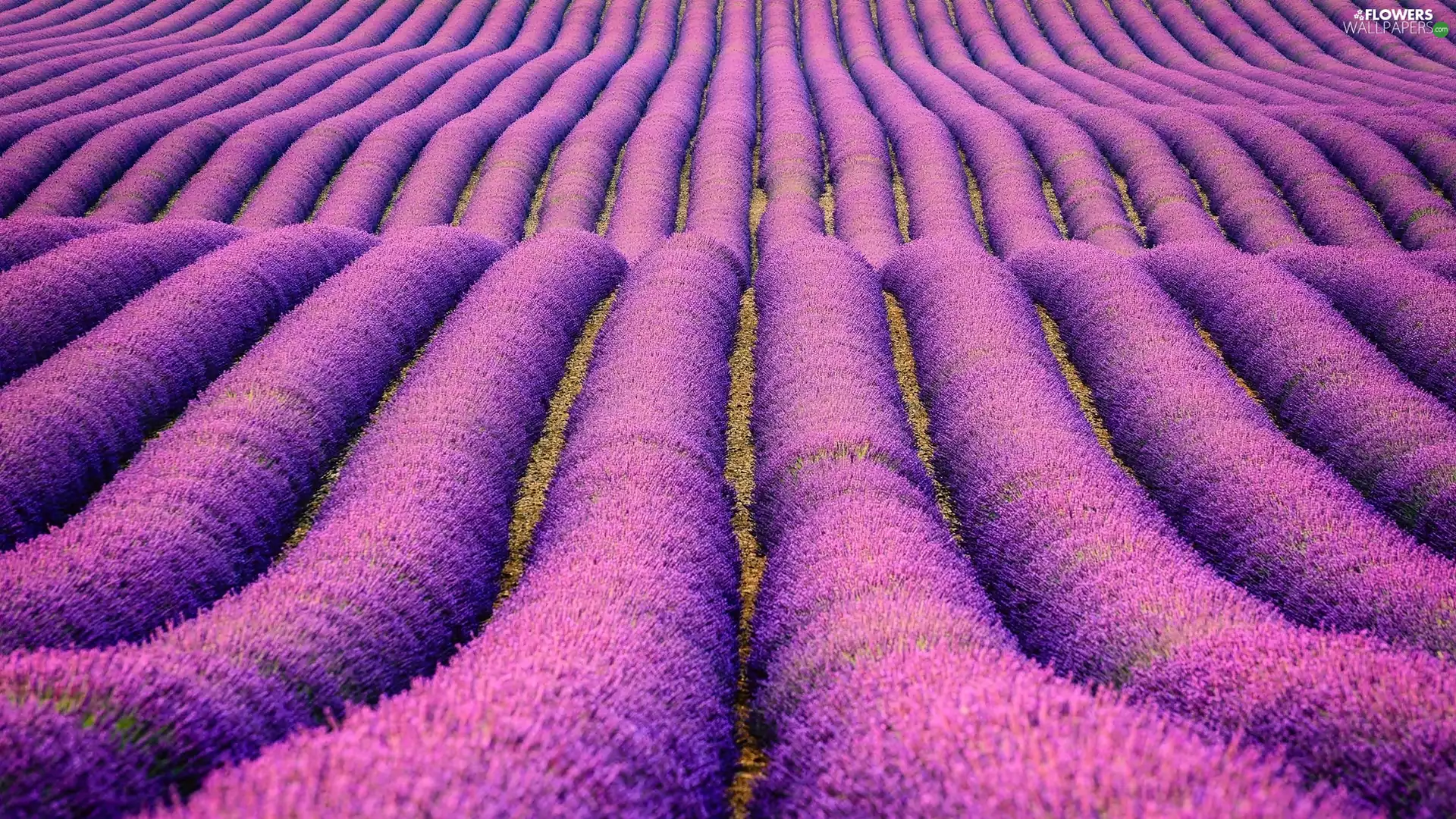lavender, Field, Flowers