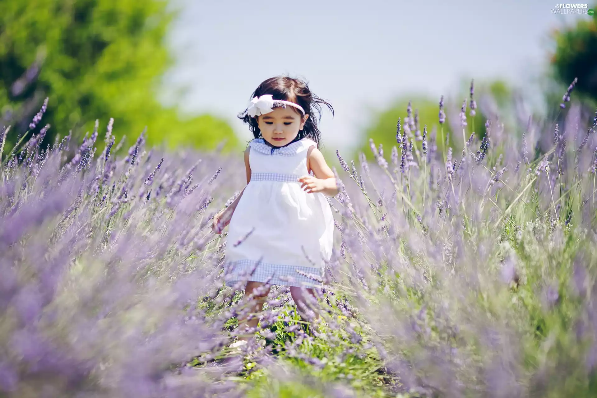 lavender, small, girl