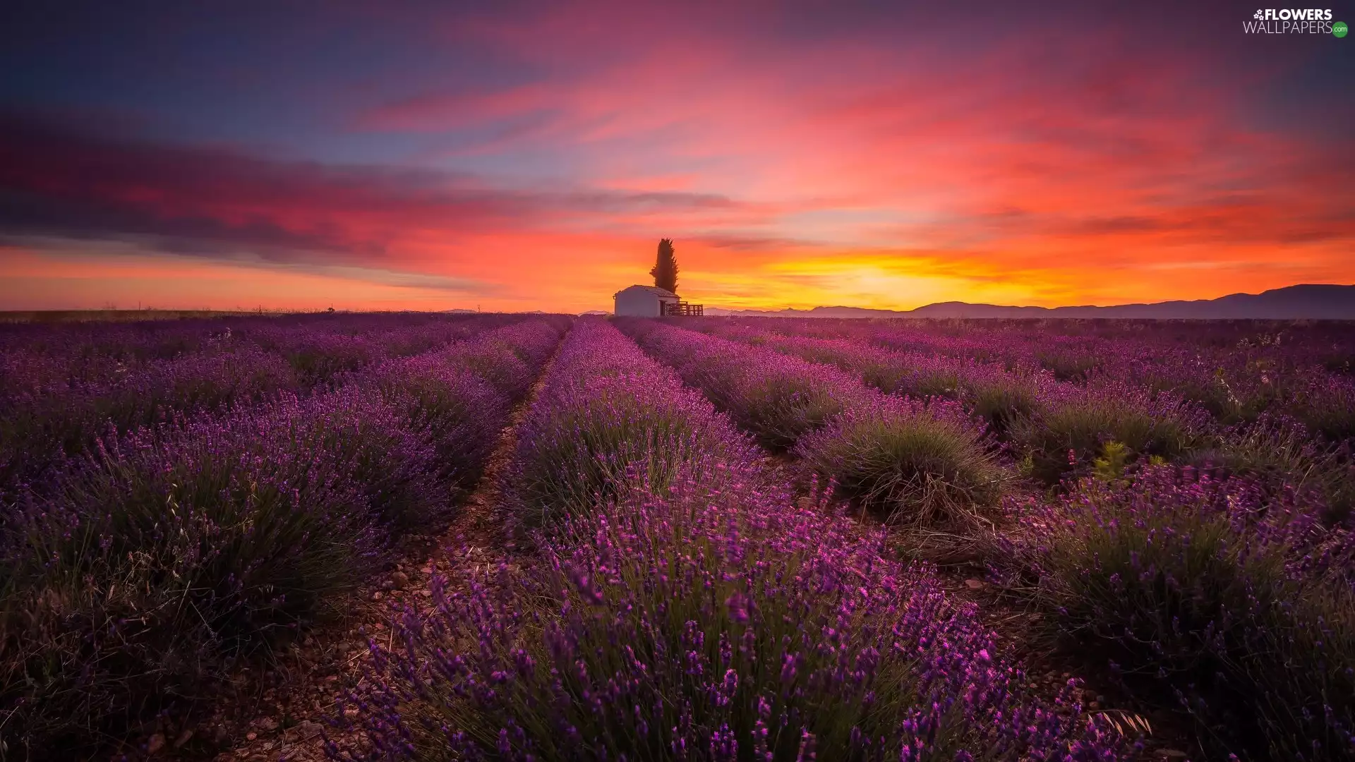 Great Sunsets, Field, lavender