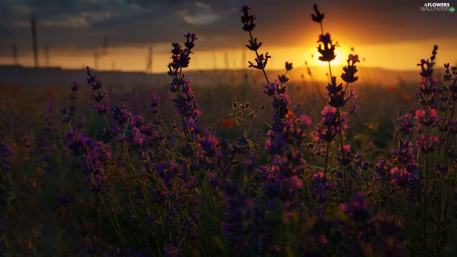 Meadow, Narrow-Leaf Lavender, Great Sunsets, Flowers