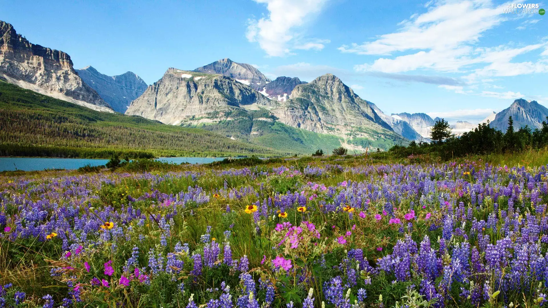 lavender, Mountains, Meadow