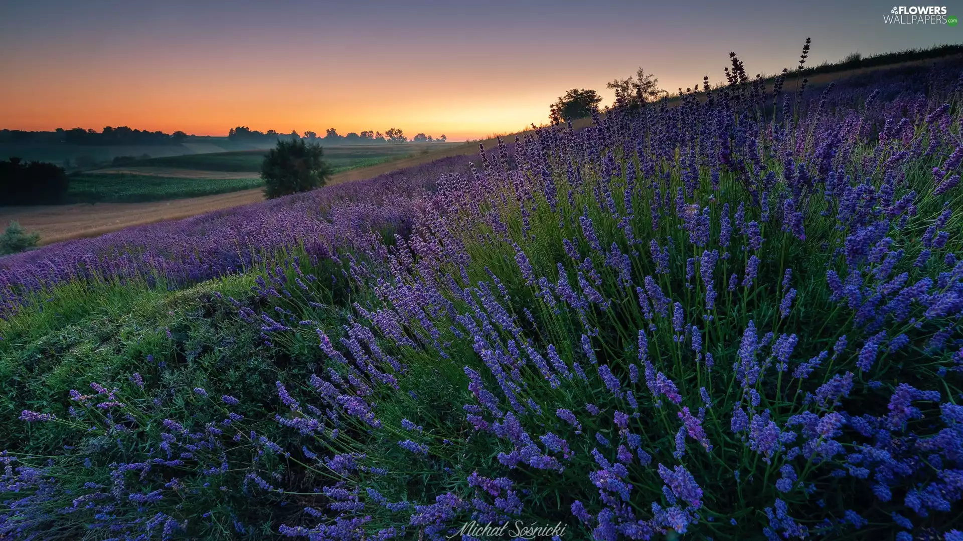 viewes, Great Sunsets, lavender, trees, Meadow