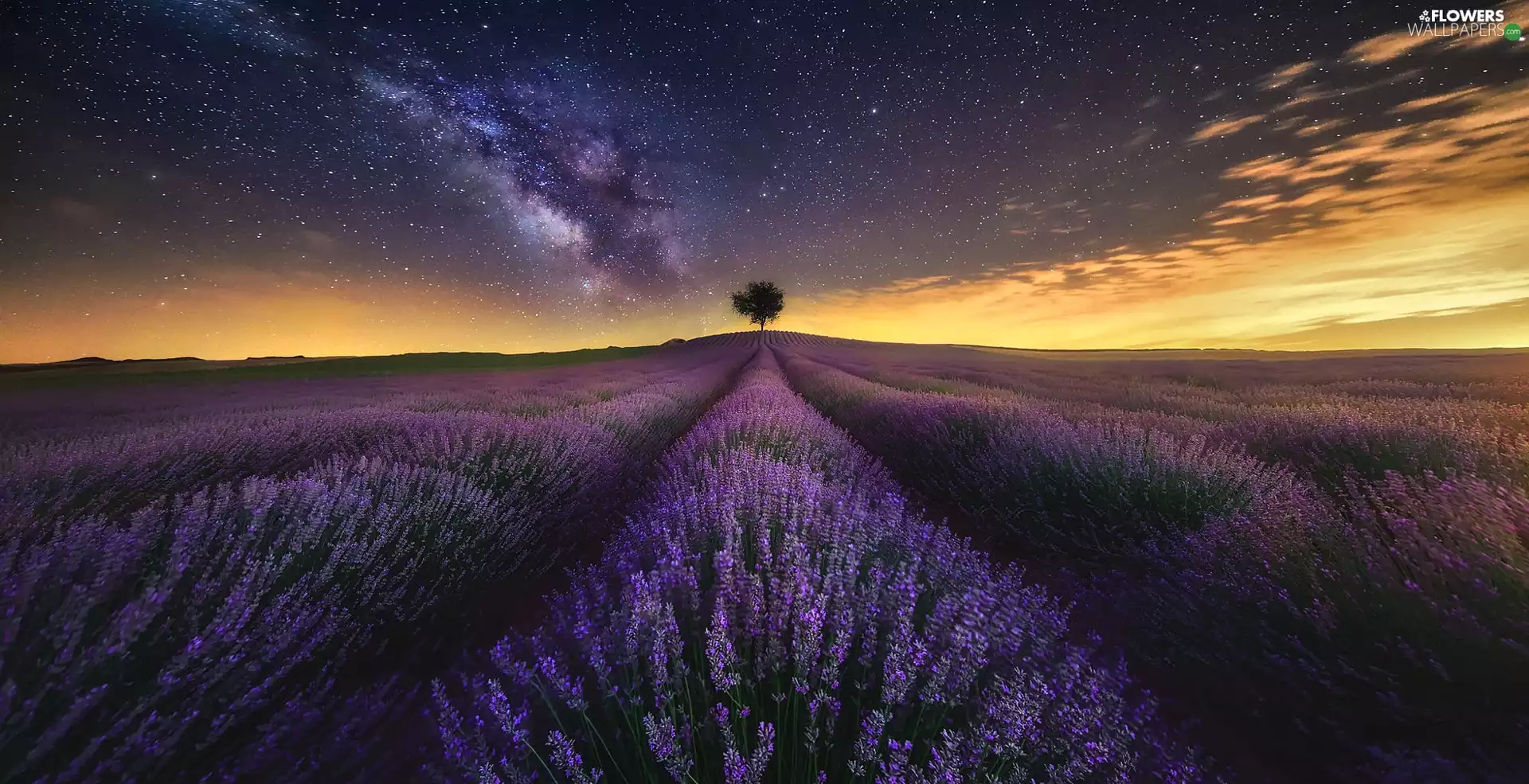 Night, Field, trees, lavender