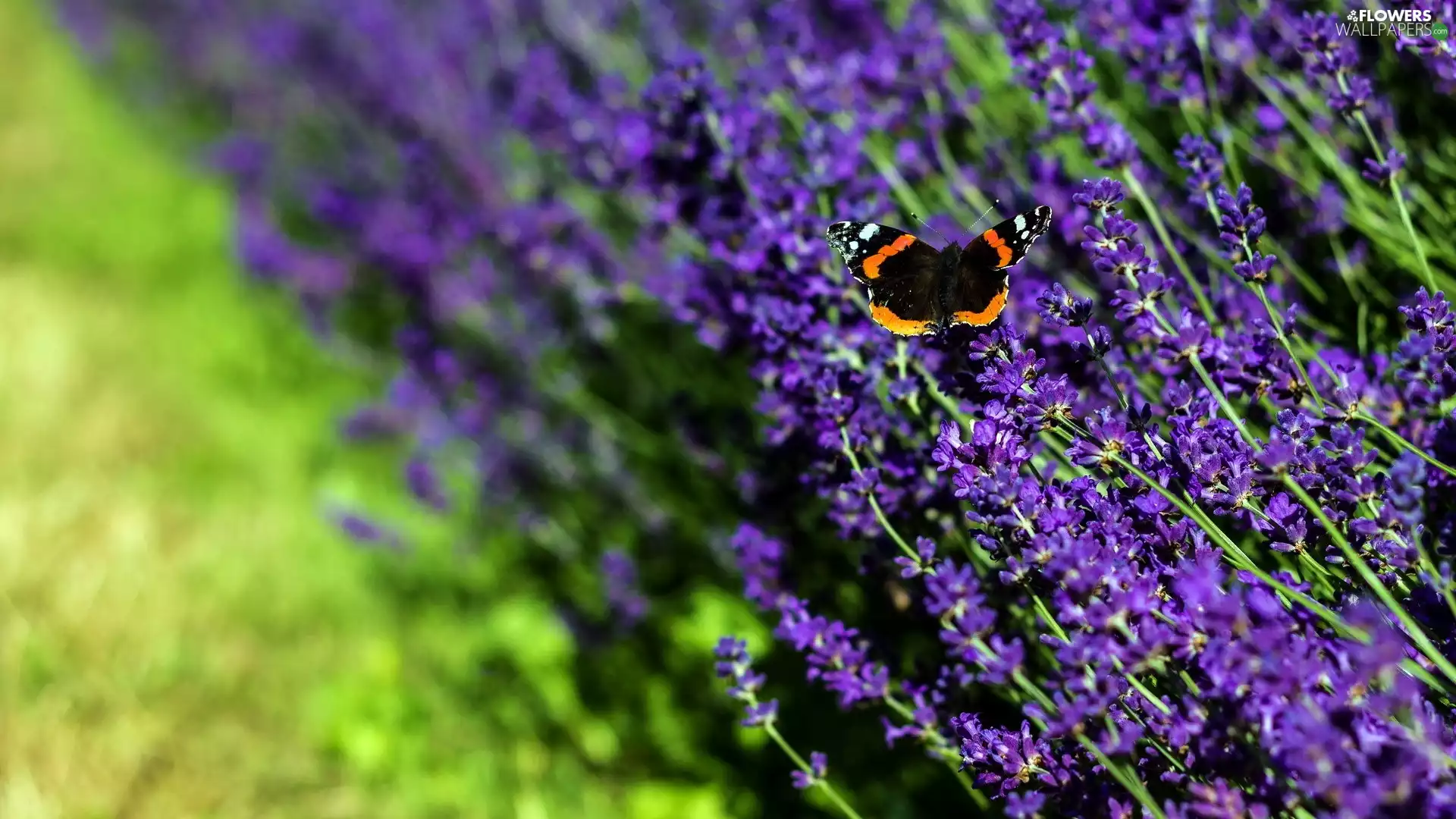 butterfly, black, admiral, lavender, undine, Orange