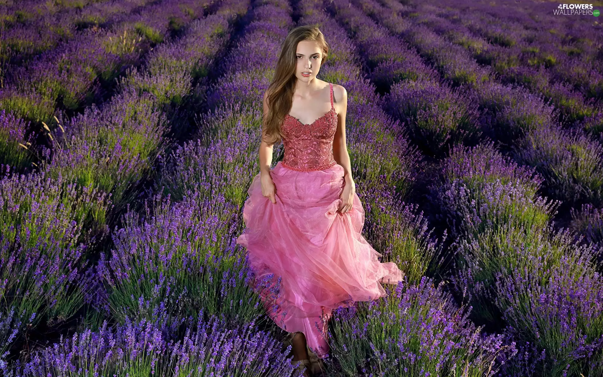 Field, lavender, Pink, dress, Women