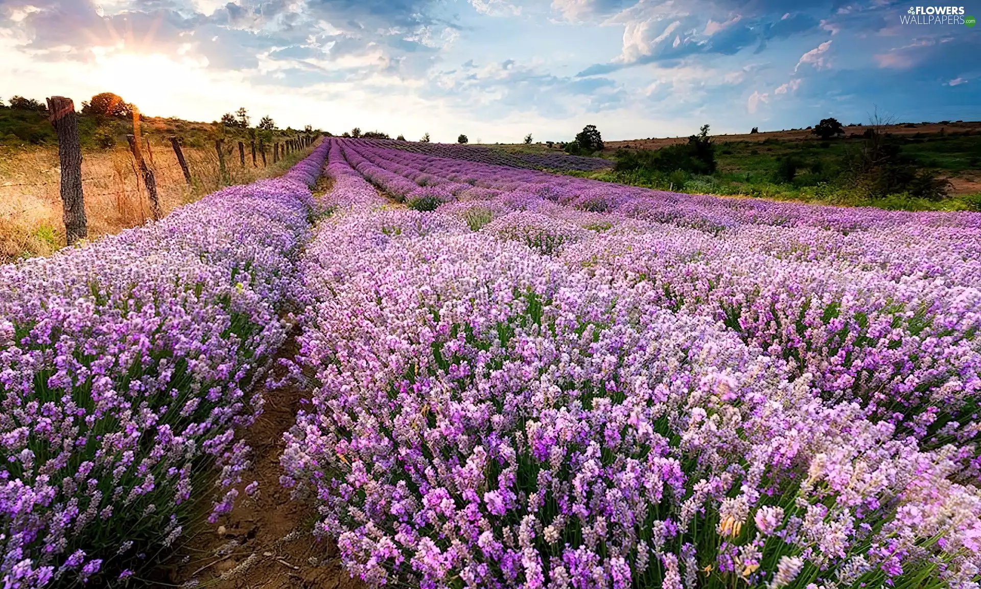 plantation, Flowers, Sky, lavender