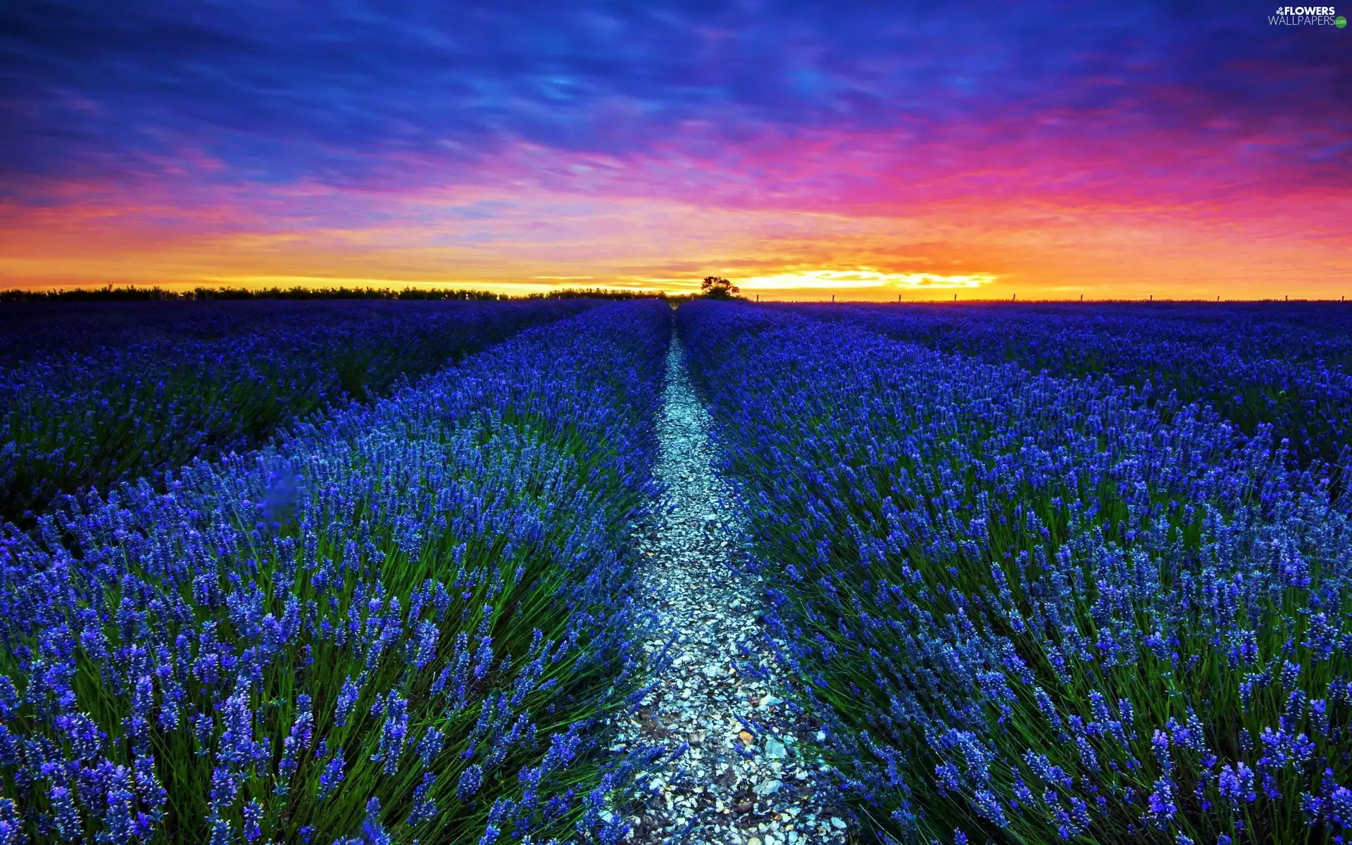 plantation, west, sun, lavender