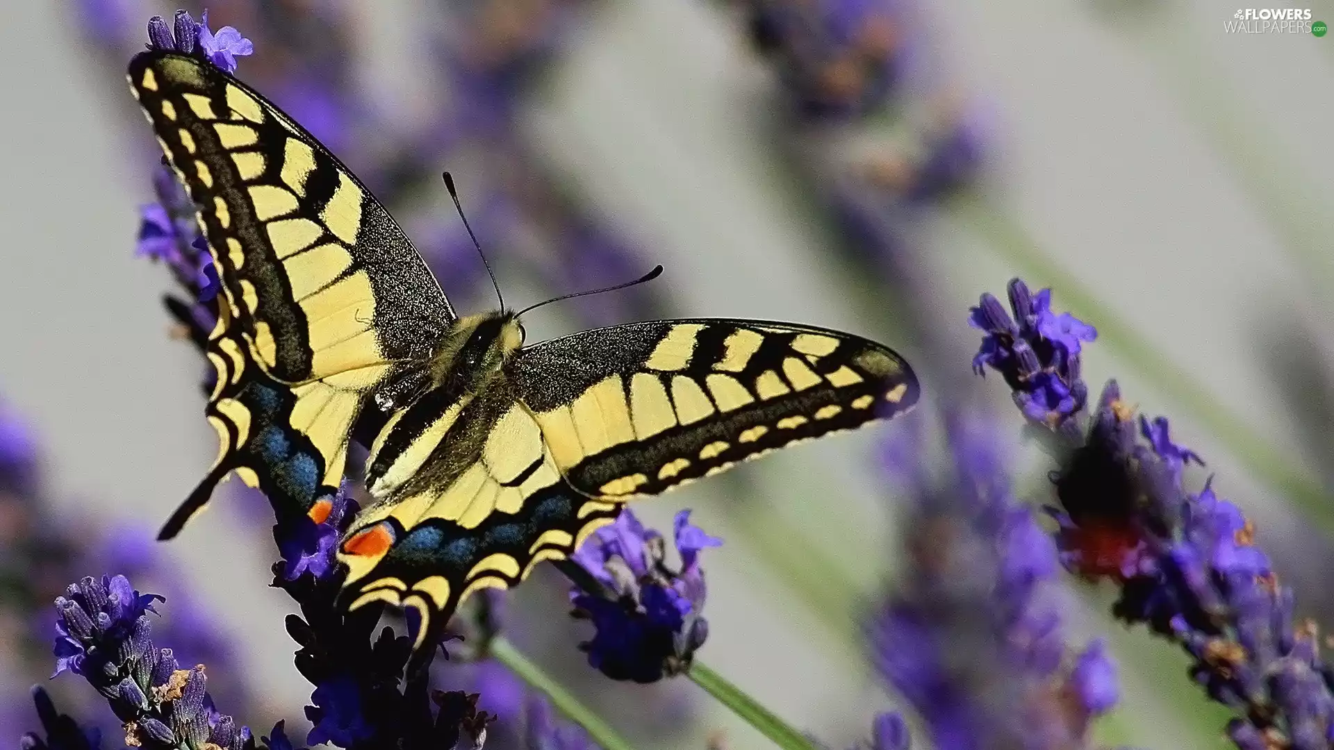 butterfly, Colourfull Flowers, lavender, Oct Queen