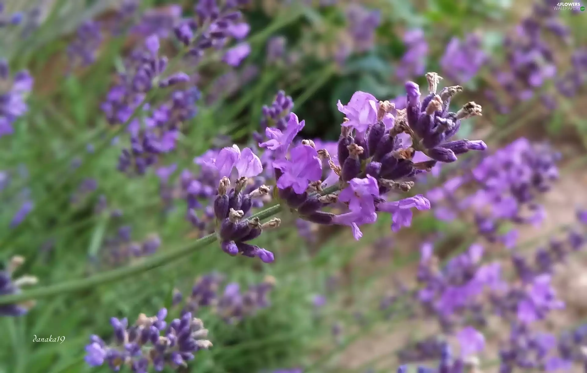 lavender, twig, Rising