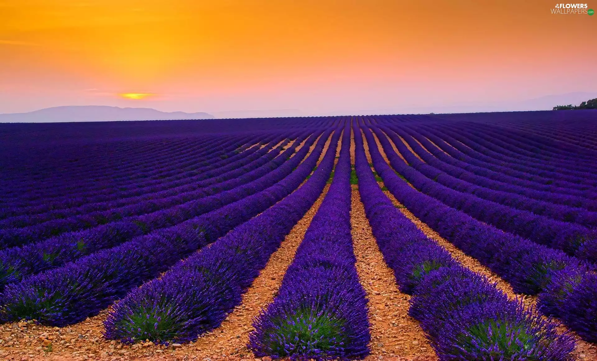 lavender, west, sun