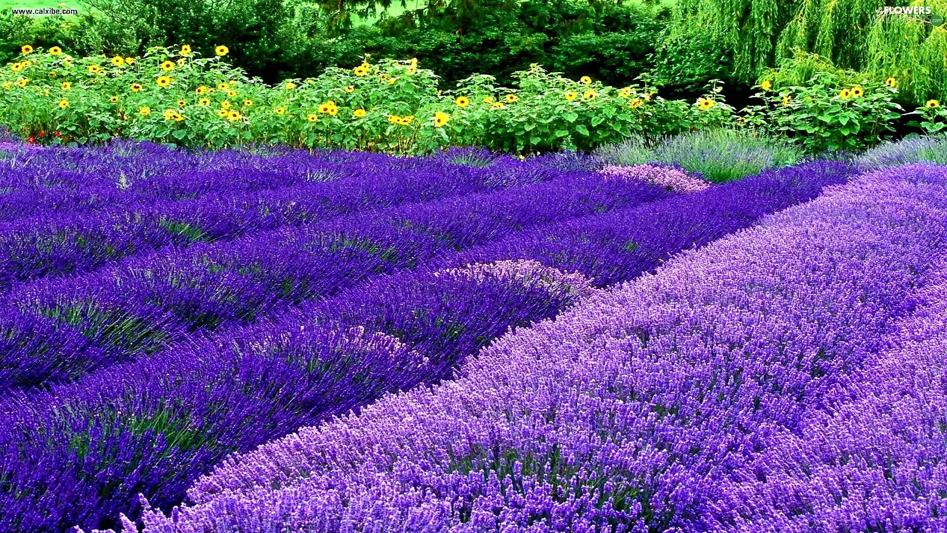 lavender, Nice sunflowers