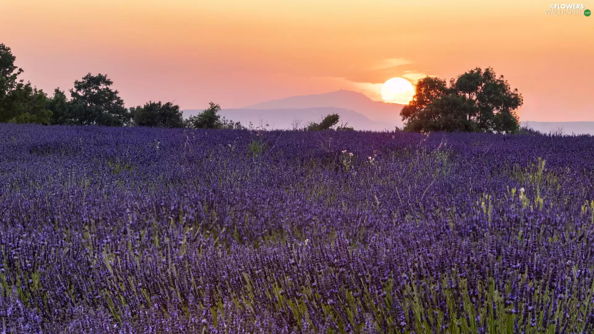 trees, viewes, Field, lavender, Great Sunsets