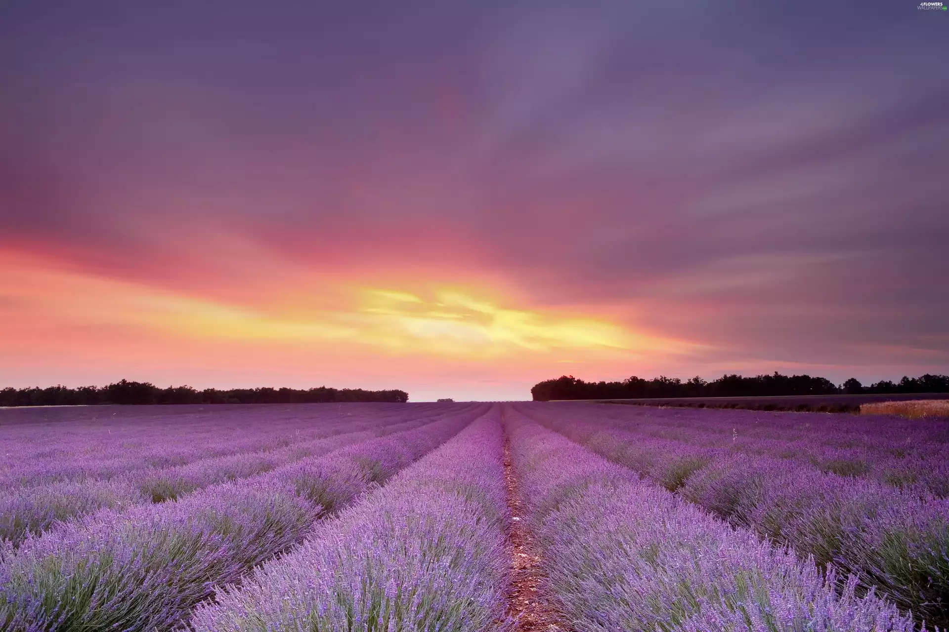 Great Sunsets, Field, lavender