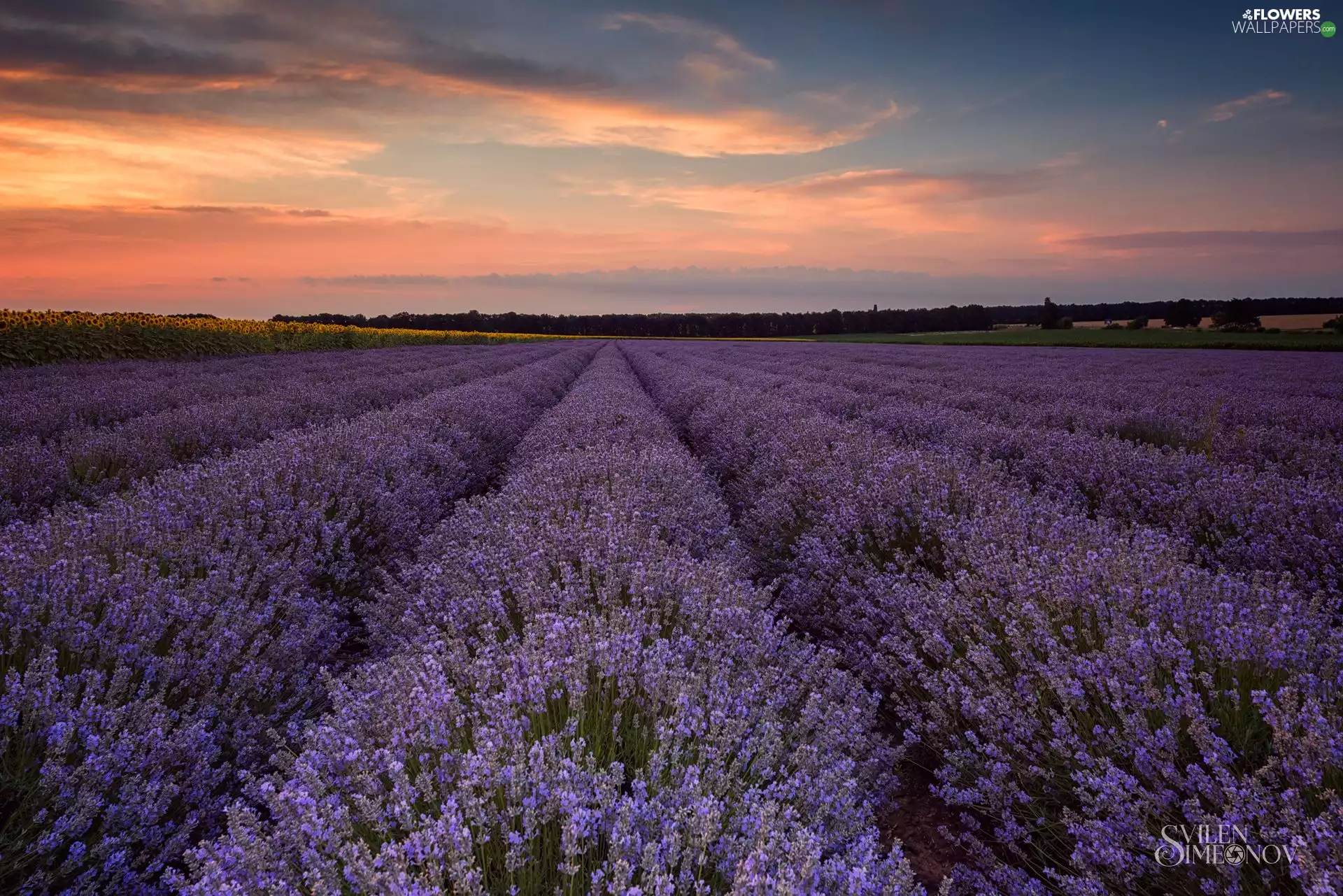 lavender, Great Sunsets