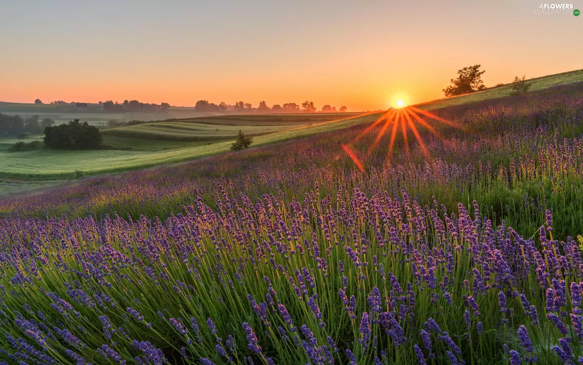 lavender, Meadow, viewes, Flowers, Field, trees, rays of the Sun