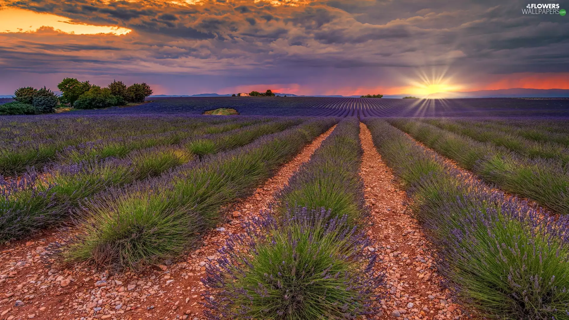 lavender, plantation, Field, trees, Provence, France, Great Sunsets, Valensole, viewes