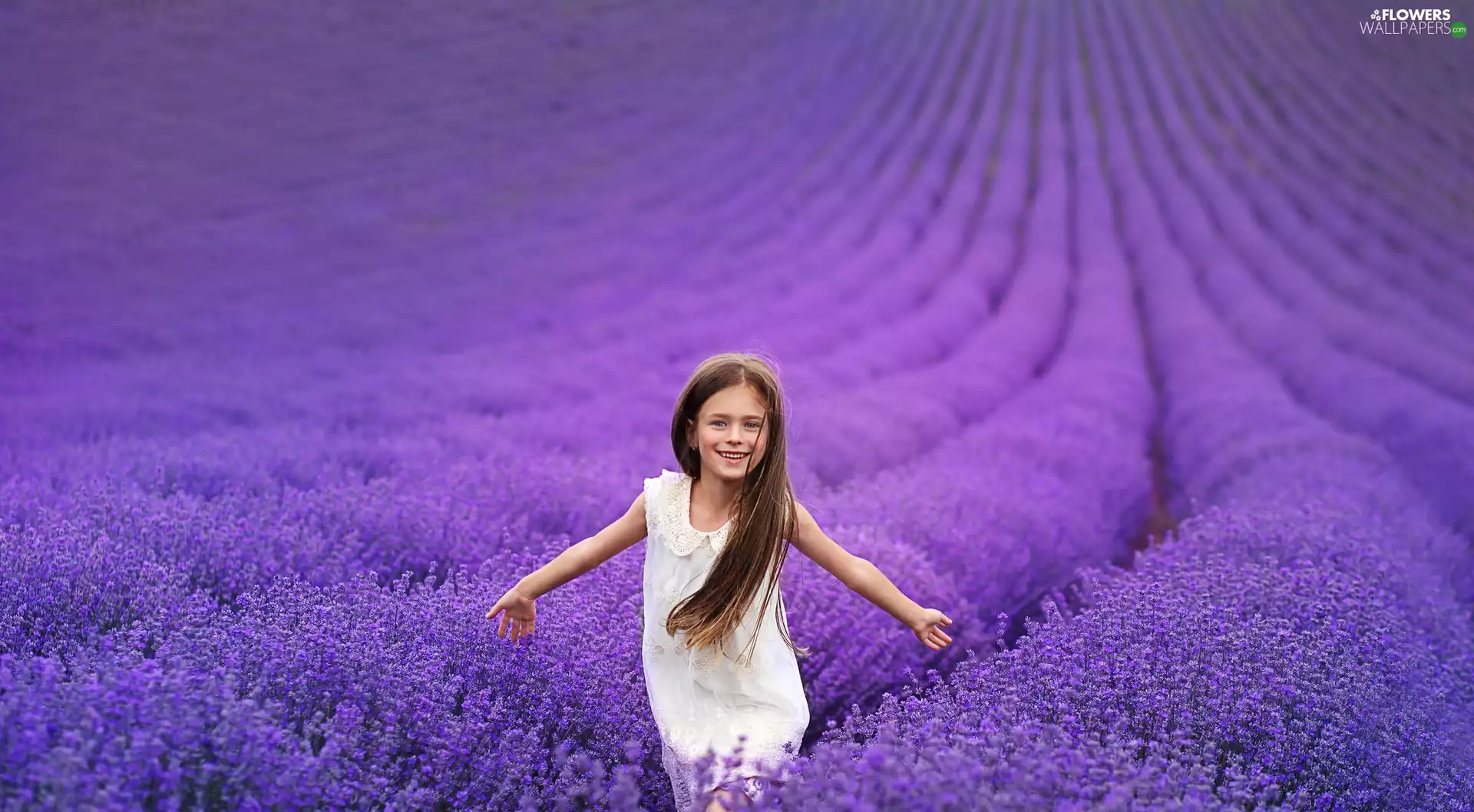 Field, lavender, White, dress, girl