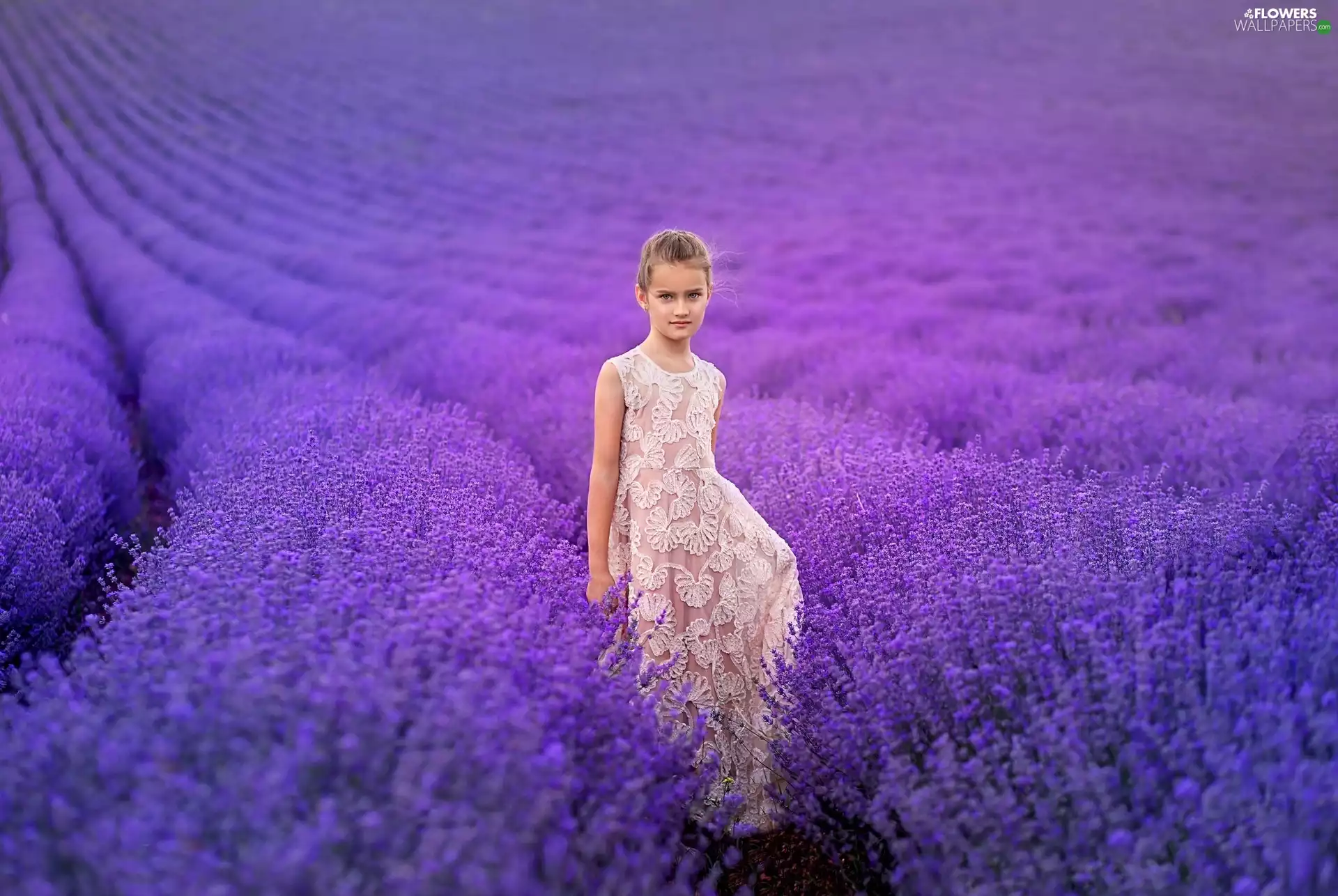 Field, lavender, White, dress, girl