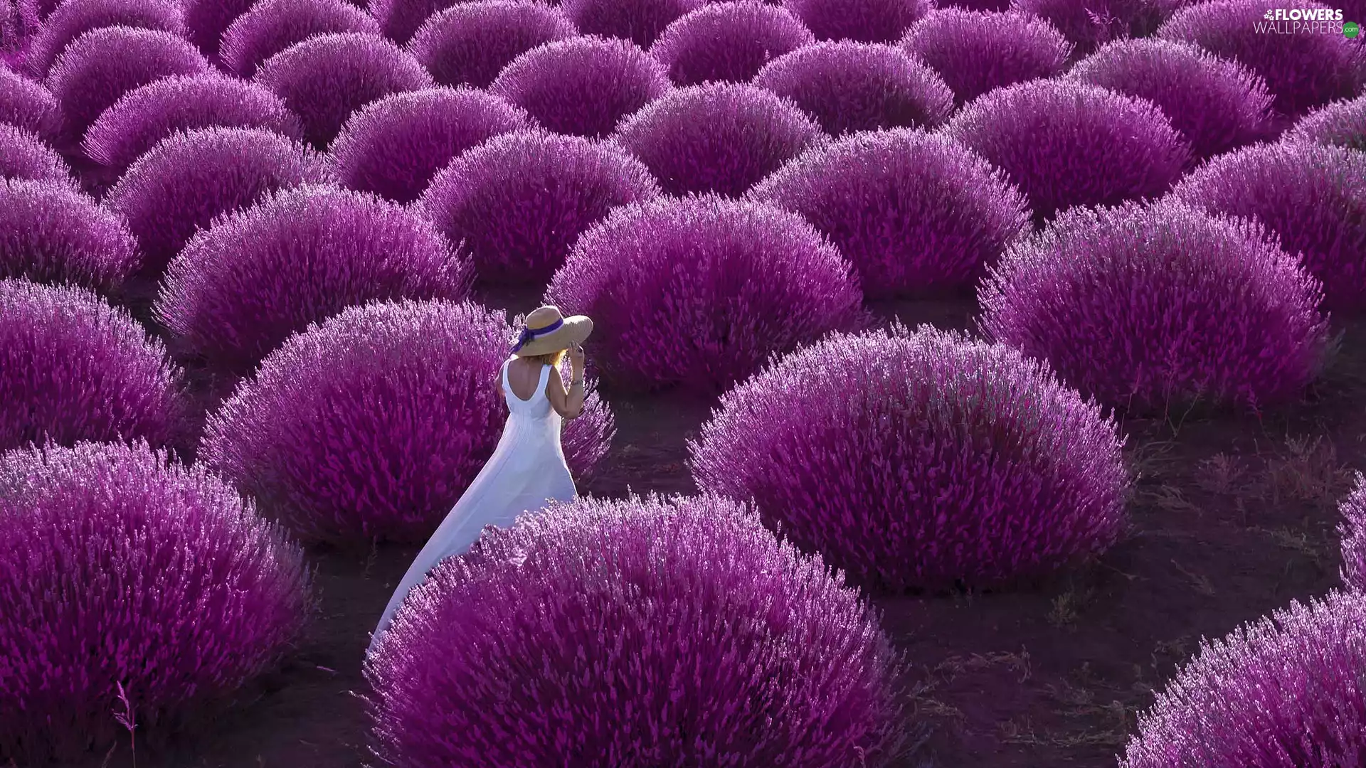Hat, lavender, White, Dress, girl