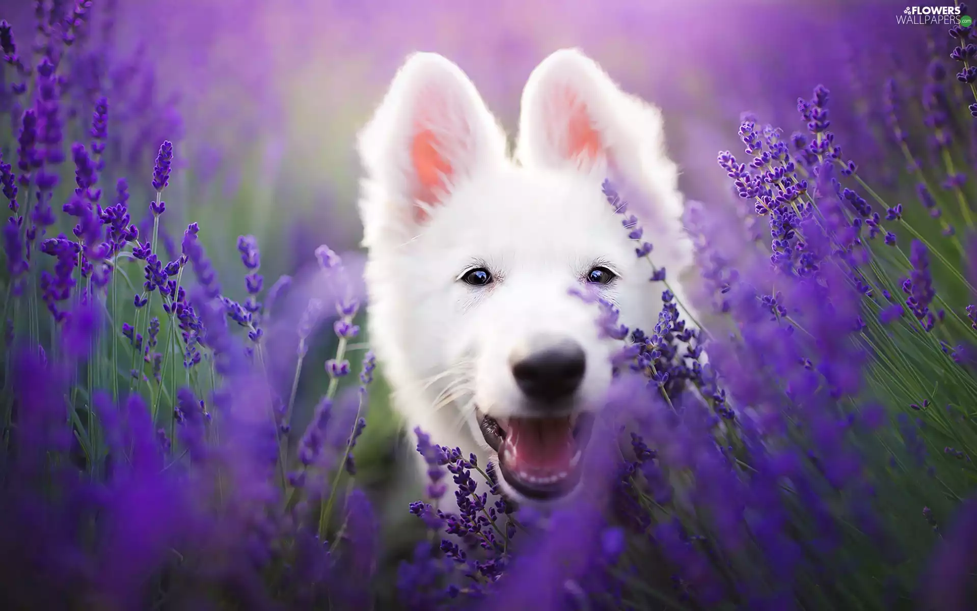 White Swiss Shepherd, lavender