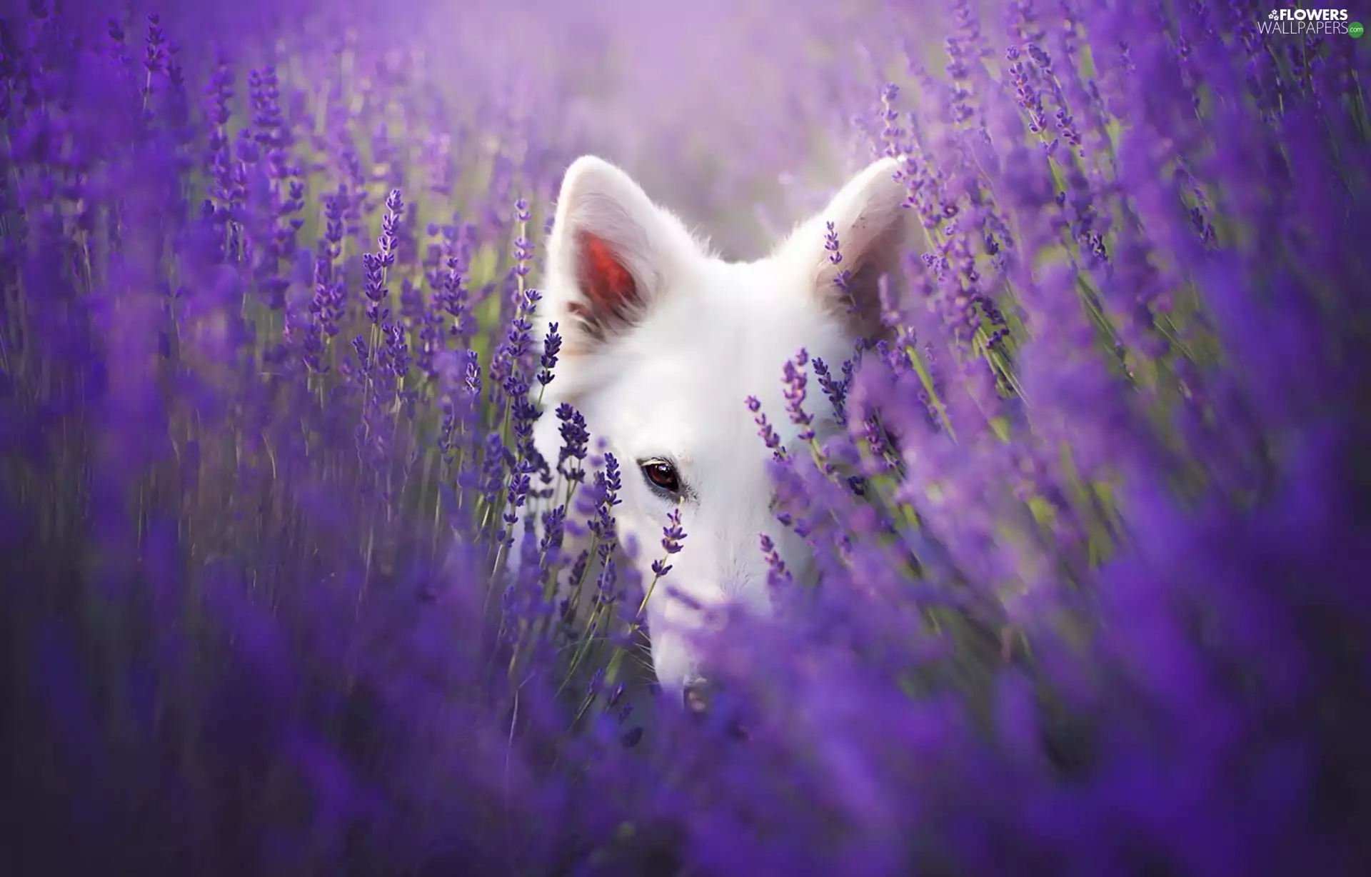 White Swiss Shepherd, lavender