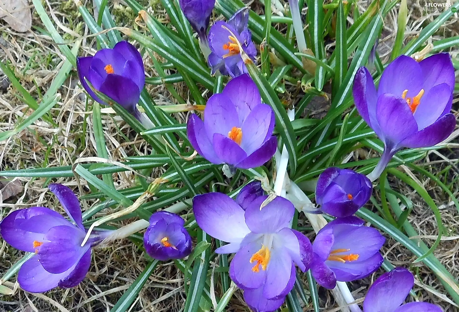 Lawn, Modrakowe, crocuses