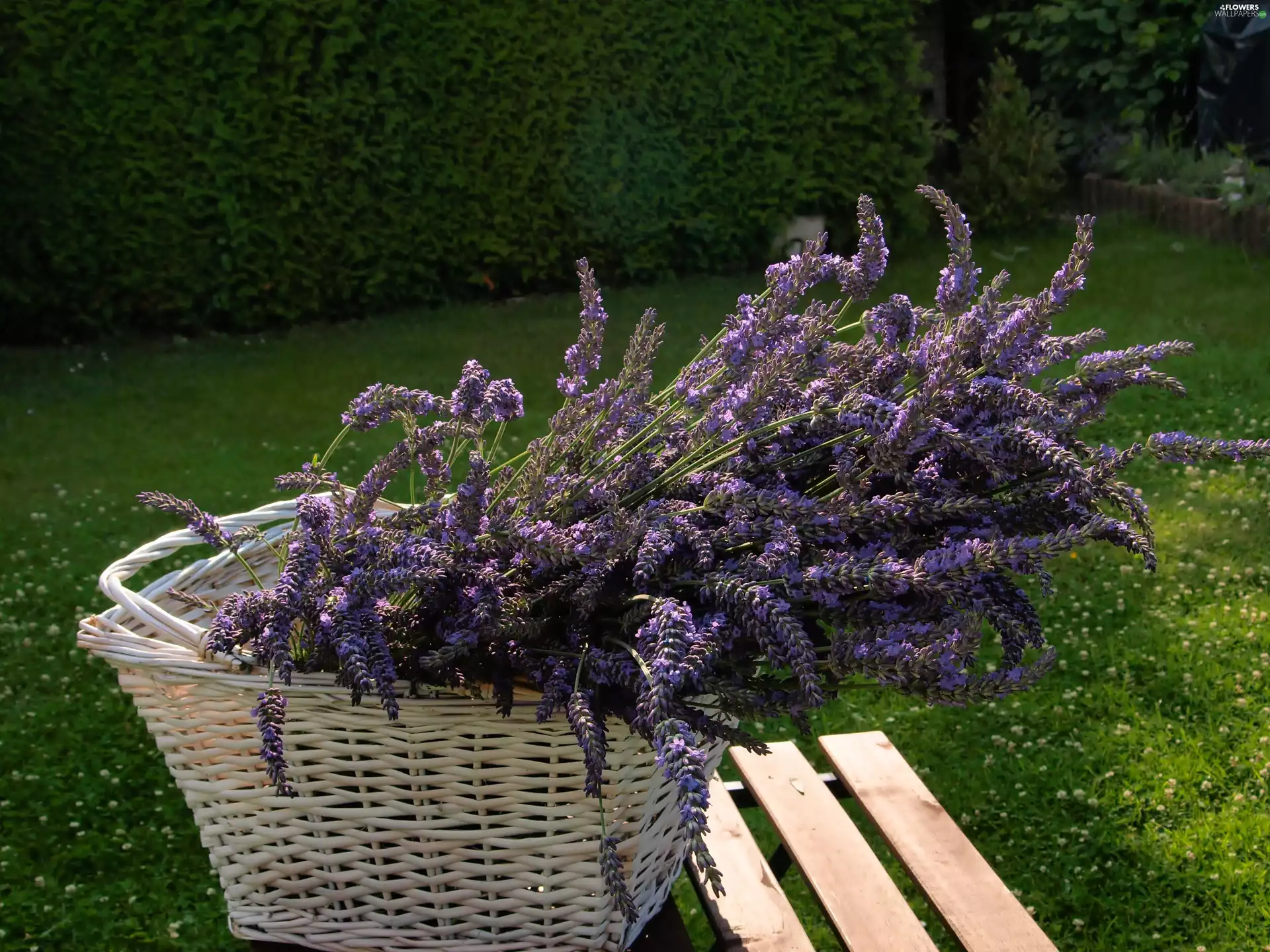 decoration, Lawn, lavender, Bench, basket
