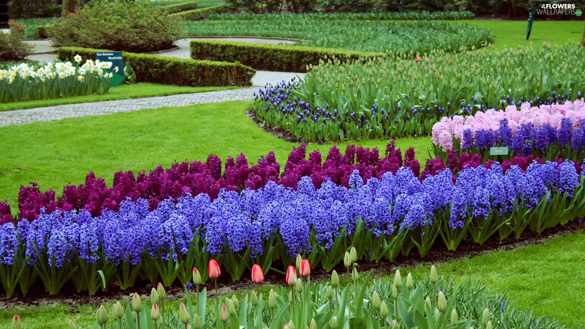 color, Park, Flowers, lawns, Hyacinths, Garden