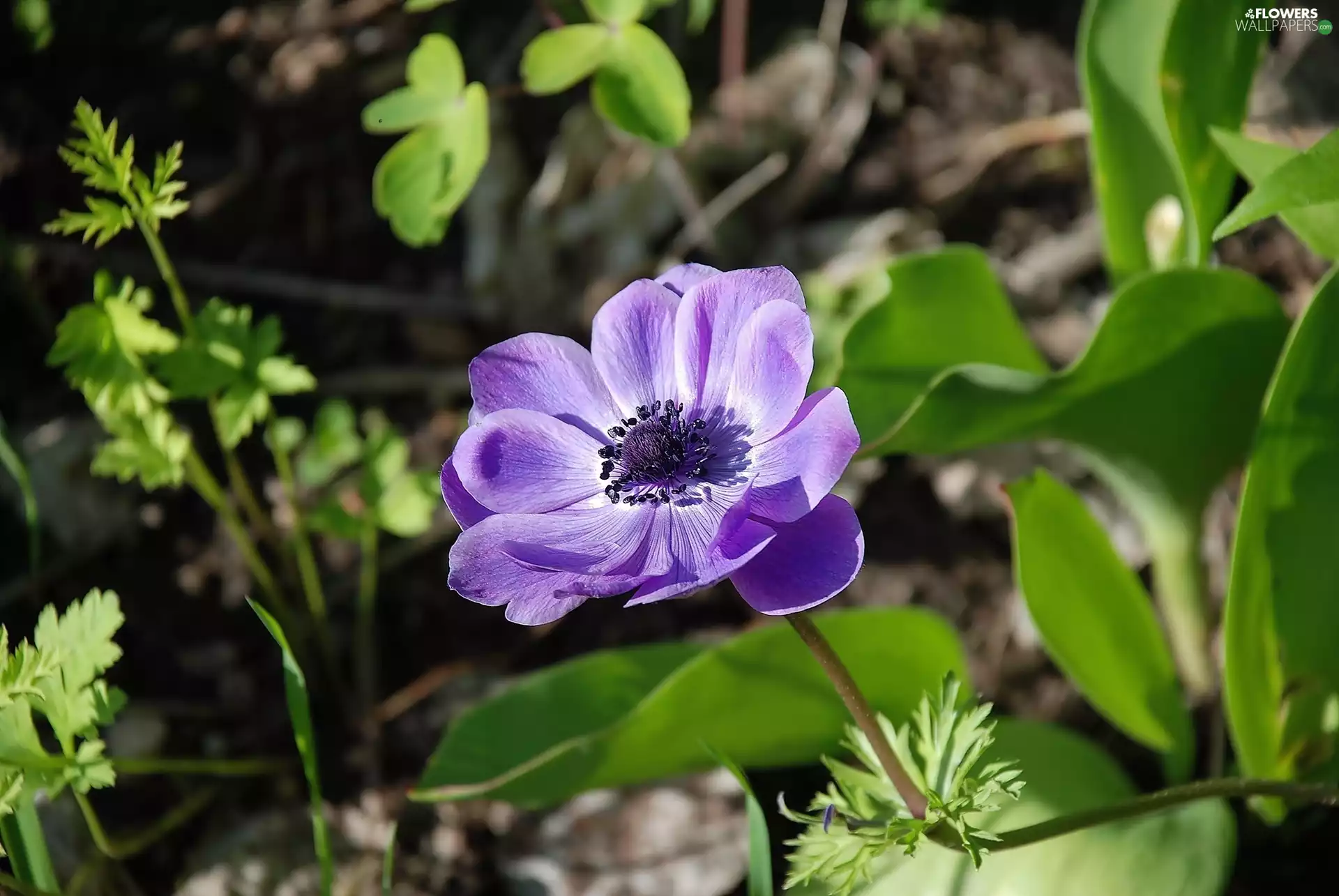 Violet, Leaf, anemone, Colourfull Flowers