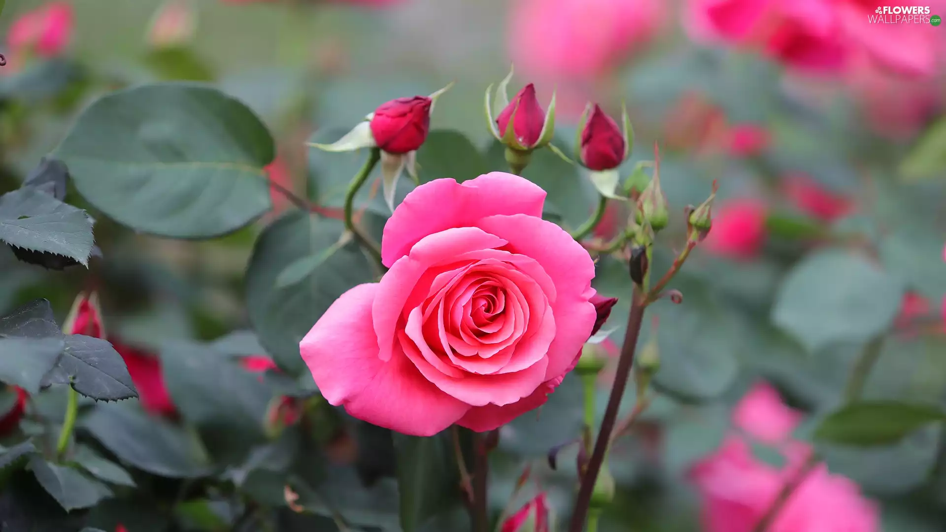 Buds, Leaf, Blossoming, rose, Pink