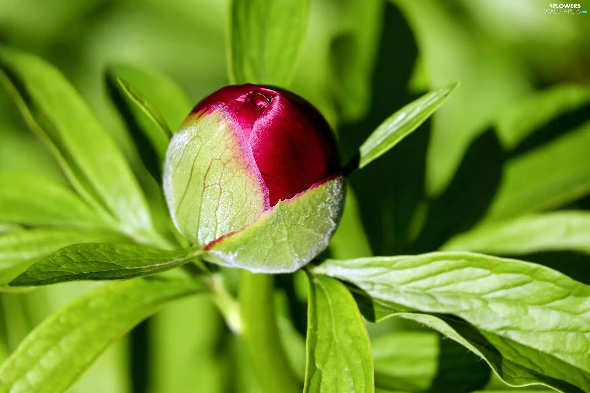 Leaf, peony, bud