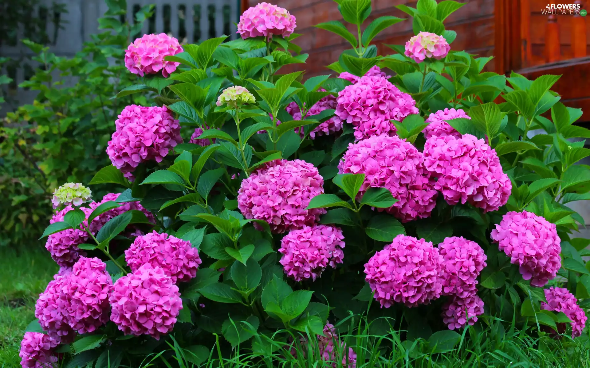 Flowers, Leaf, Bush, Pink, hydrangea