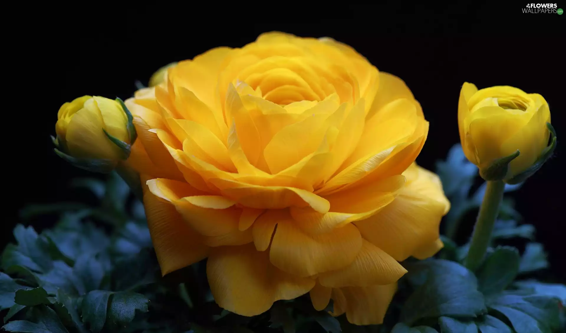 Buds, Leaf, buttercup, Yellow, Flowers