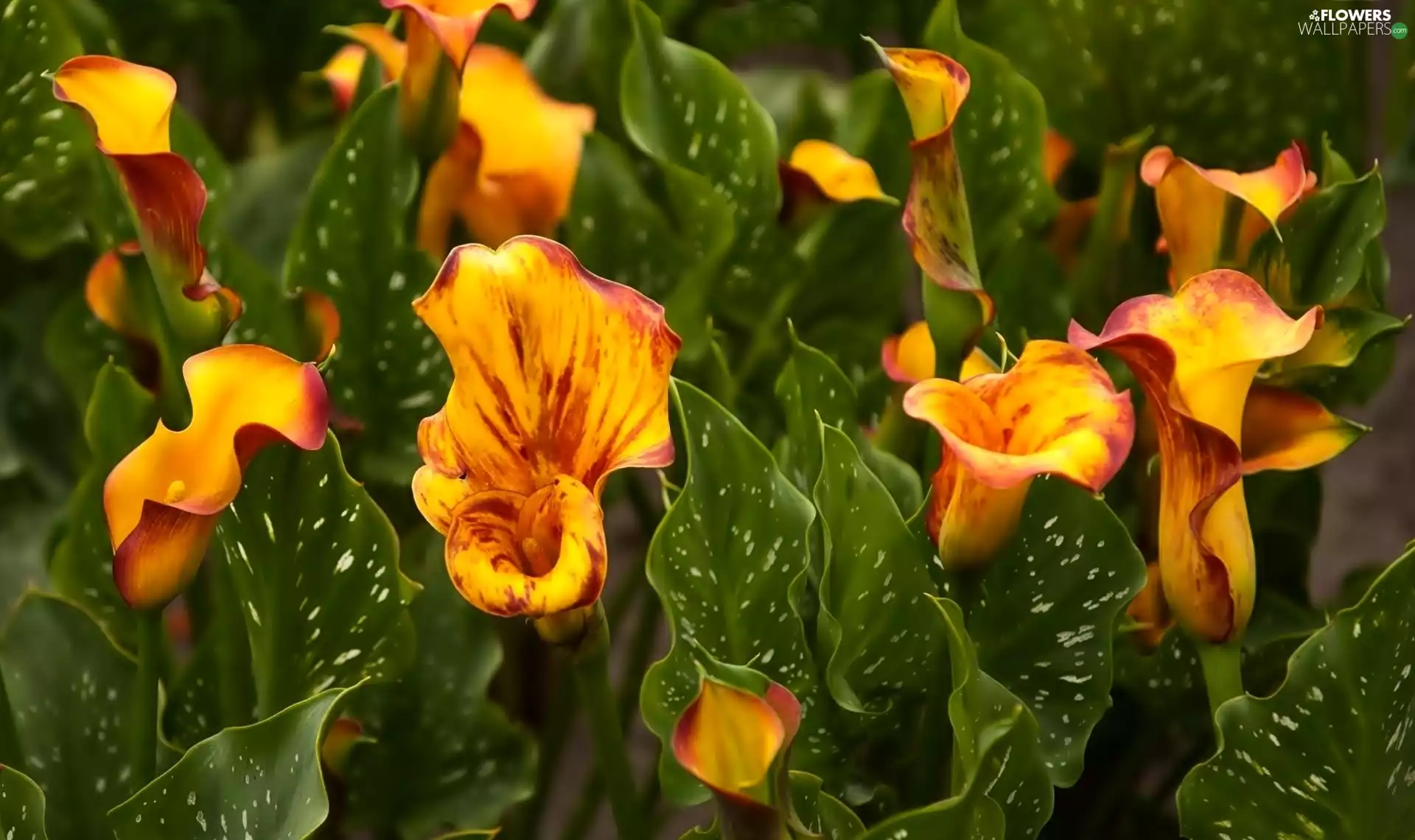 Leaf, Orange, Calla