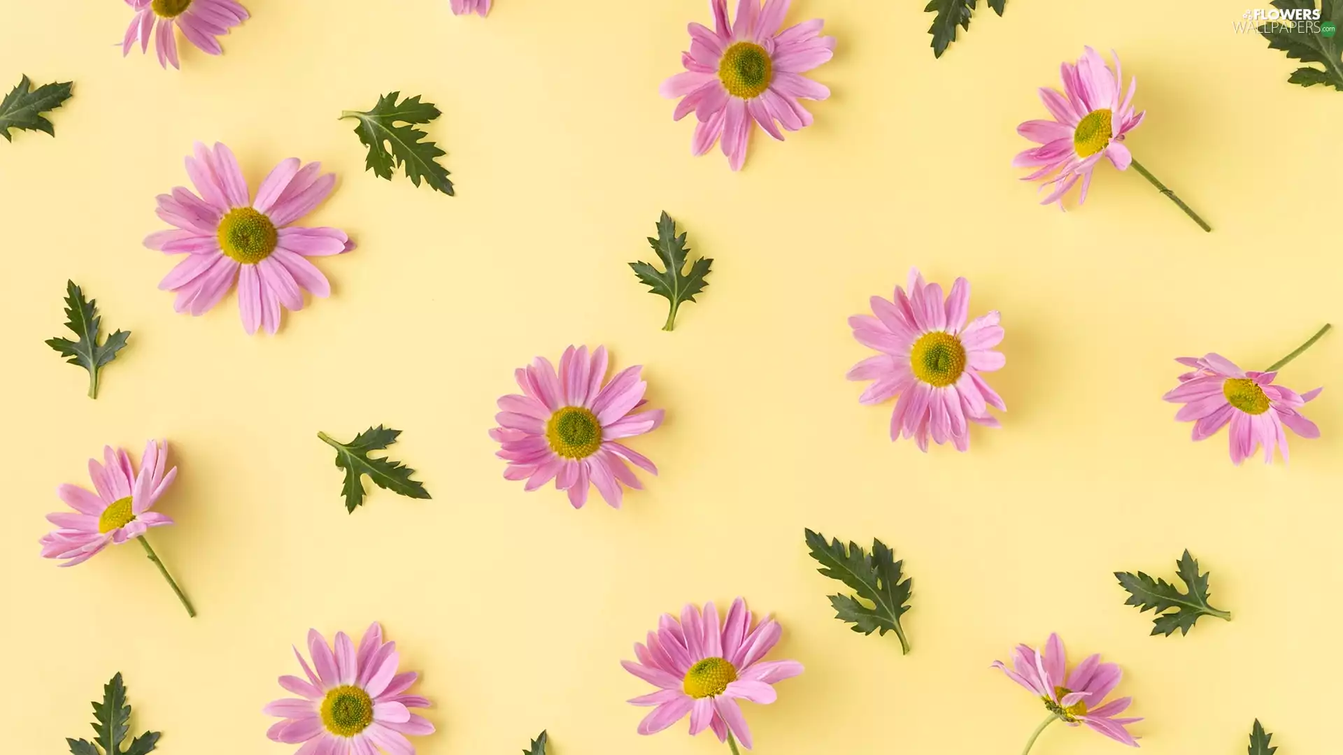 Chrysanthemums, Yellow, background, Leaf
