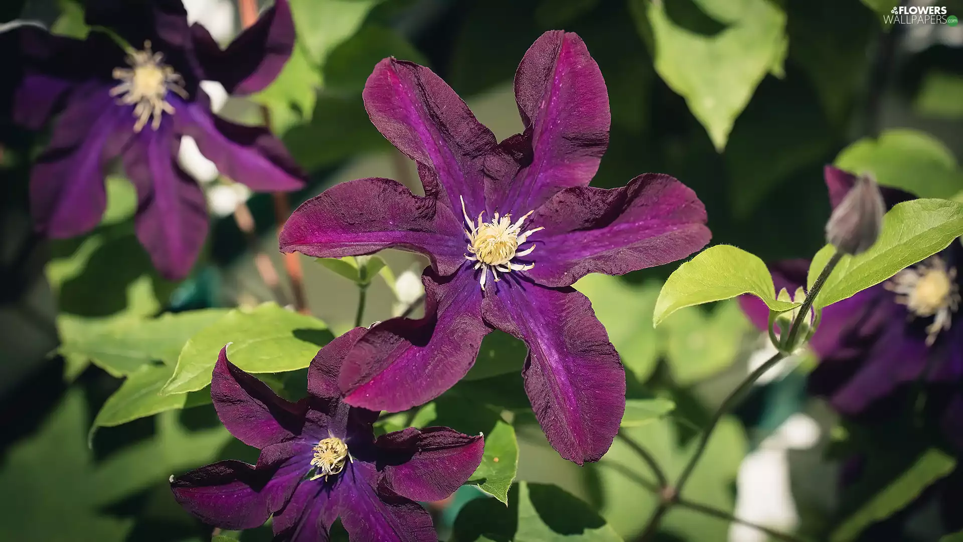 Leaf, Flowers, Clematis