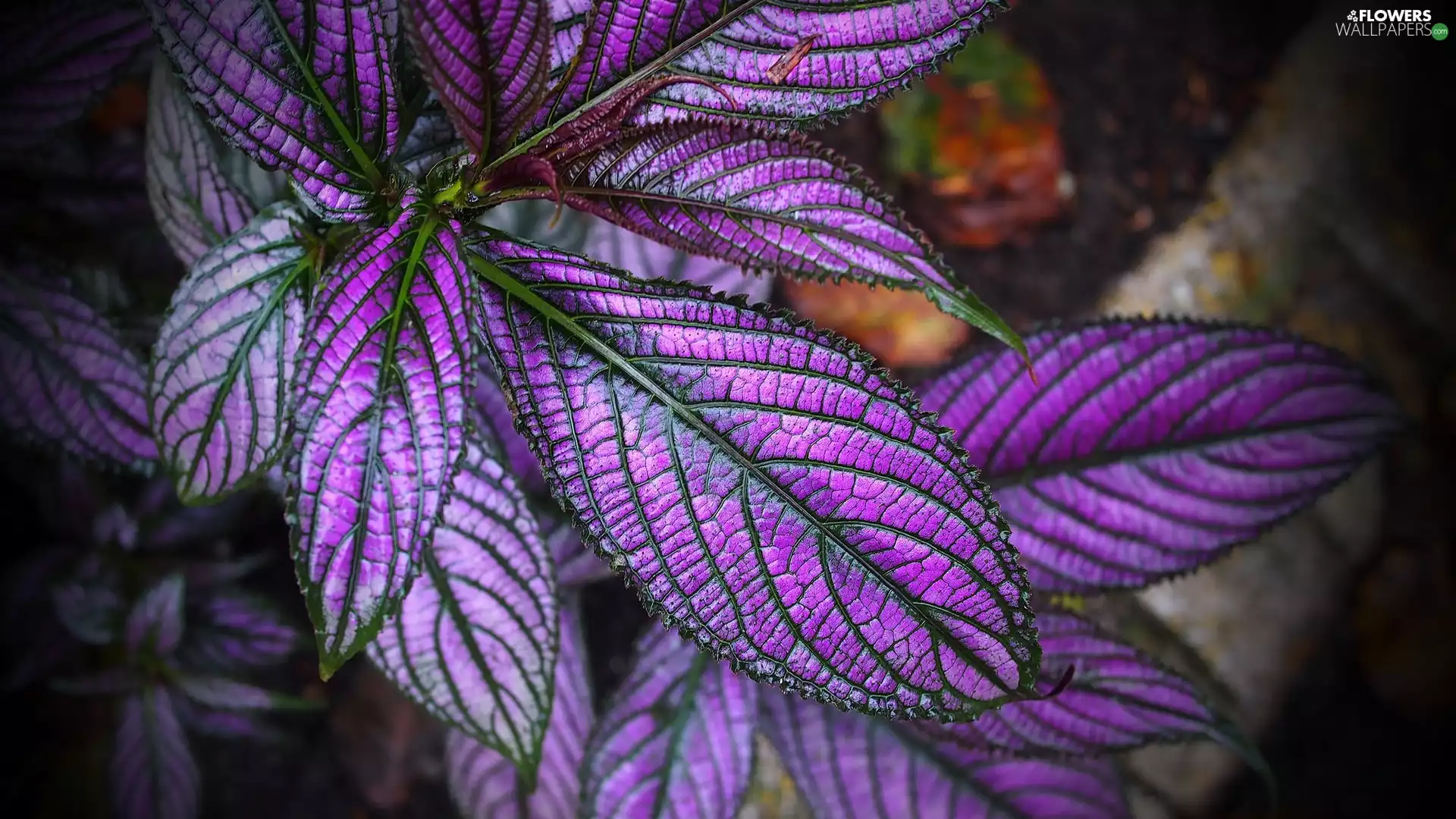 Leaf, plant, Coleus