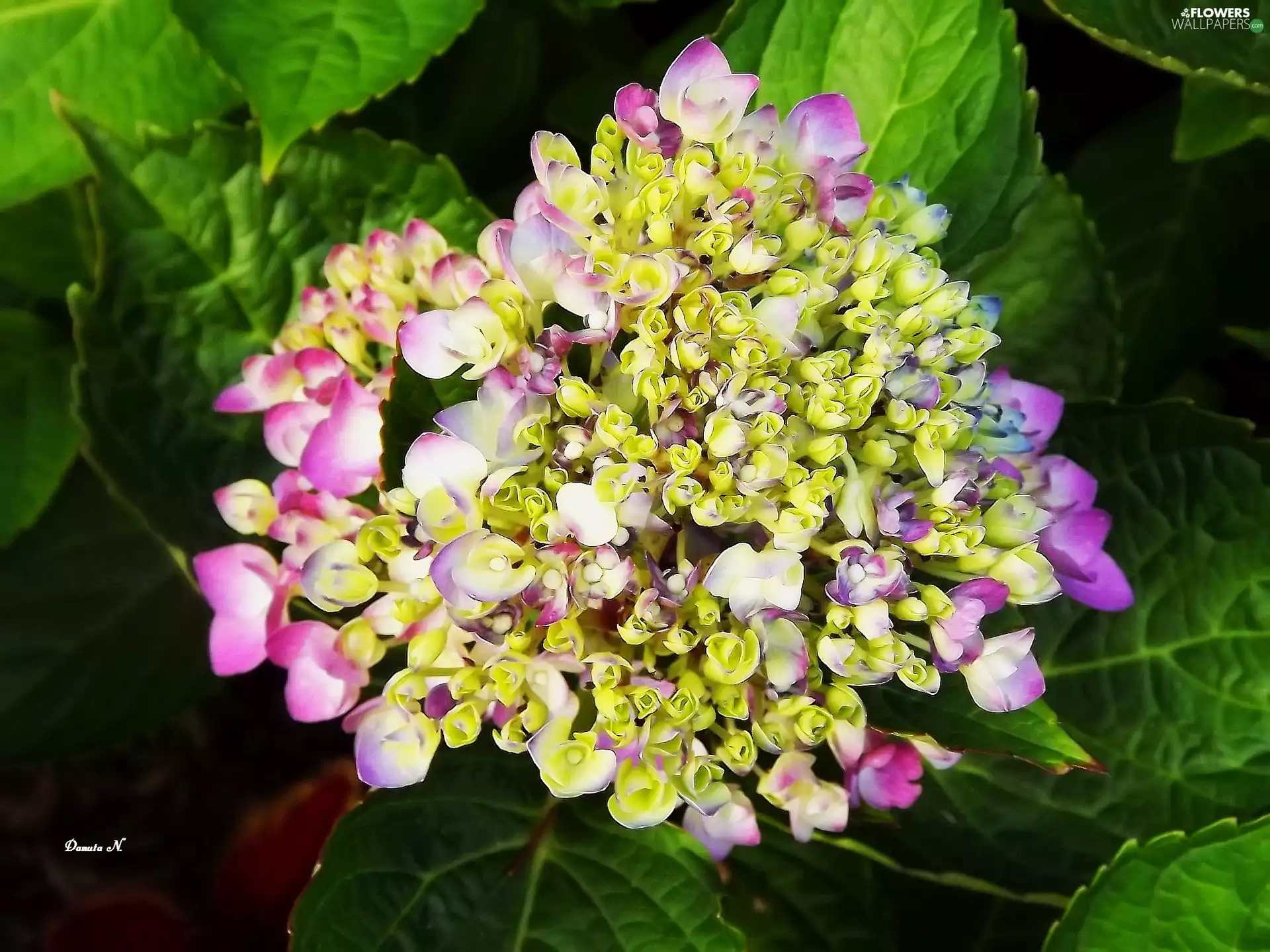 Leaf, hydrangea, Coloured