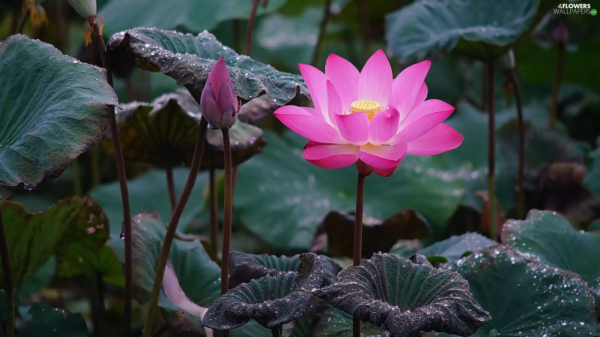 Leaf, drops, Colourfull Flowers, bud, lotus