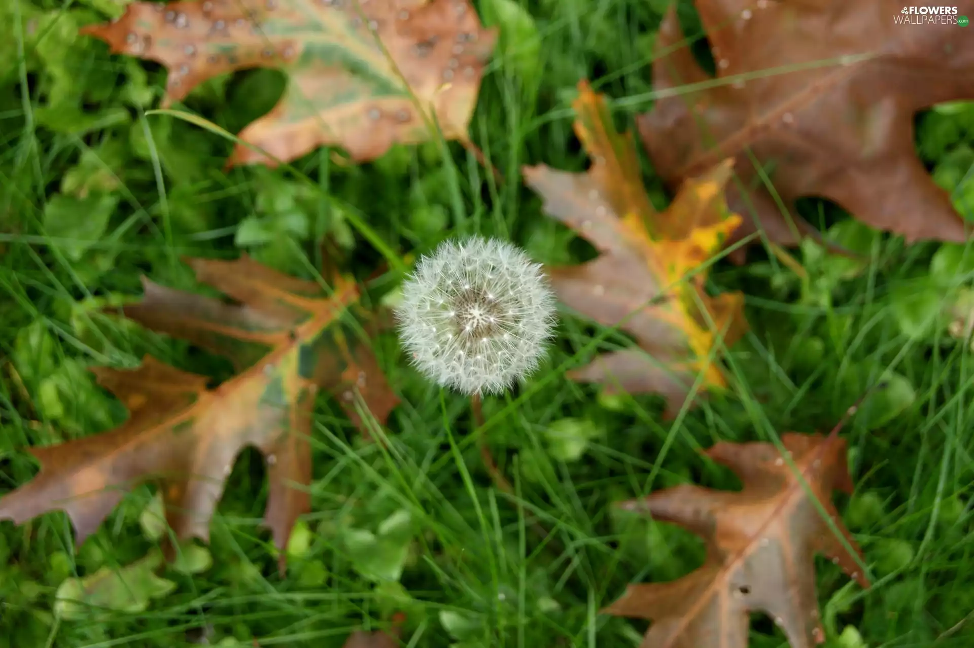 Common Dandelion, grass, Leaf