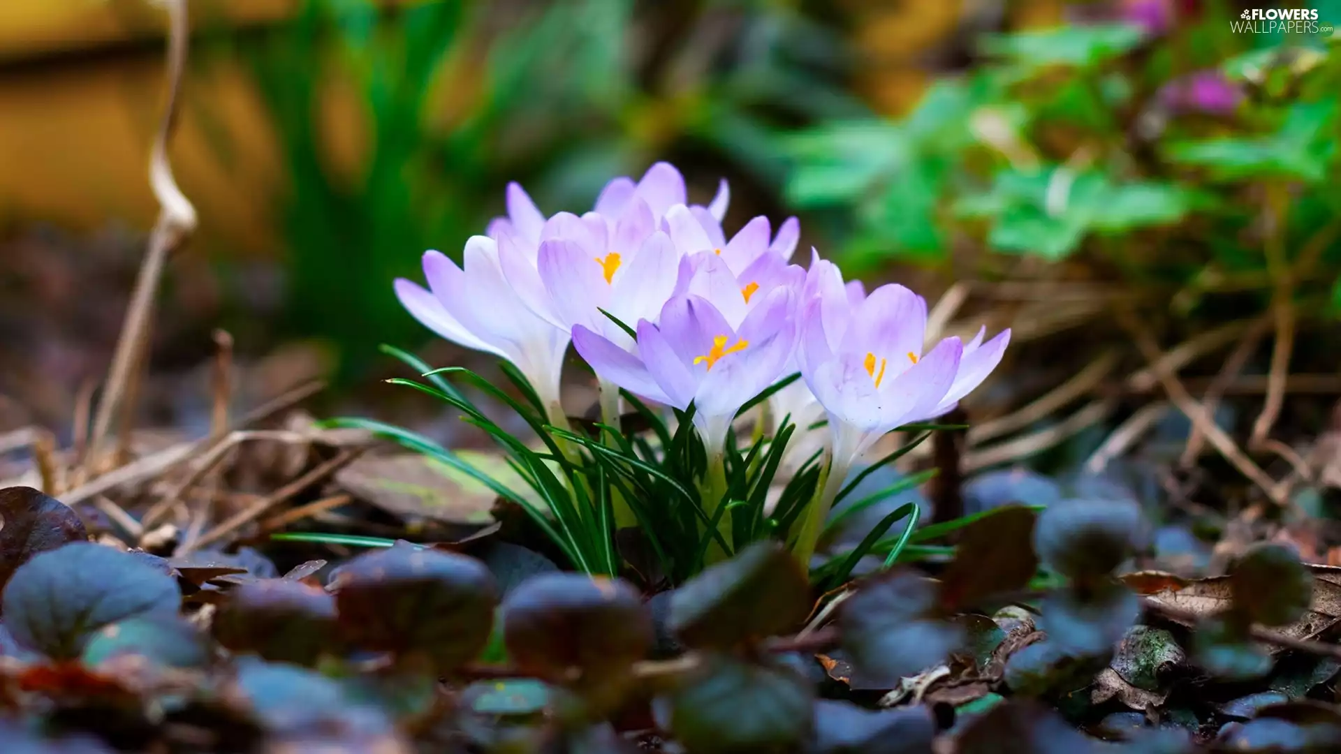 Leaf, cluster, crocus