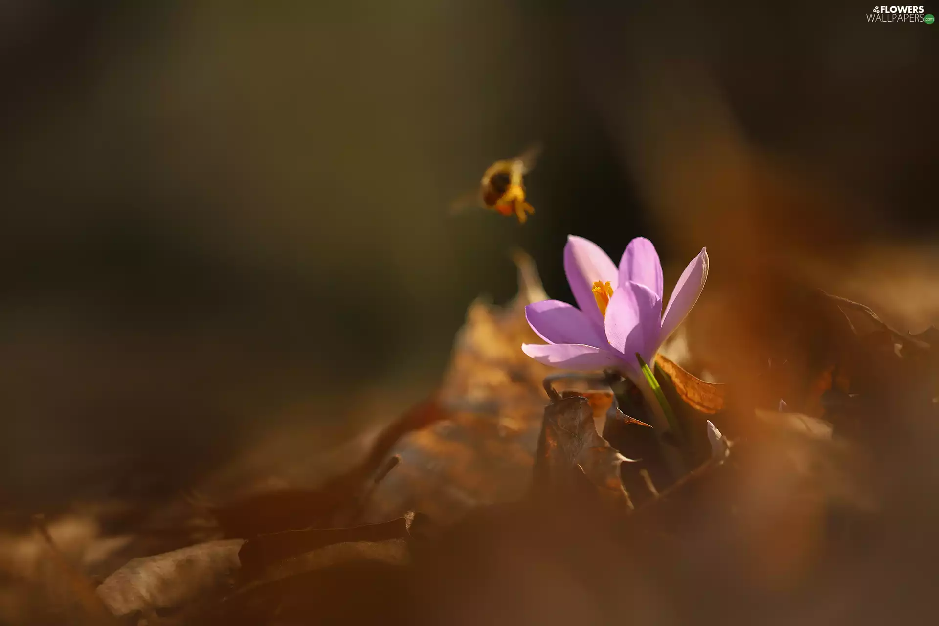 dry, Leaf, crocus, Insect, Violet