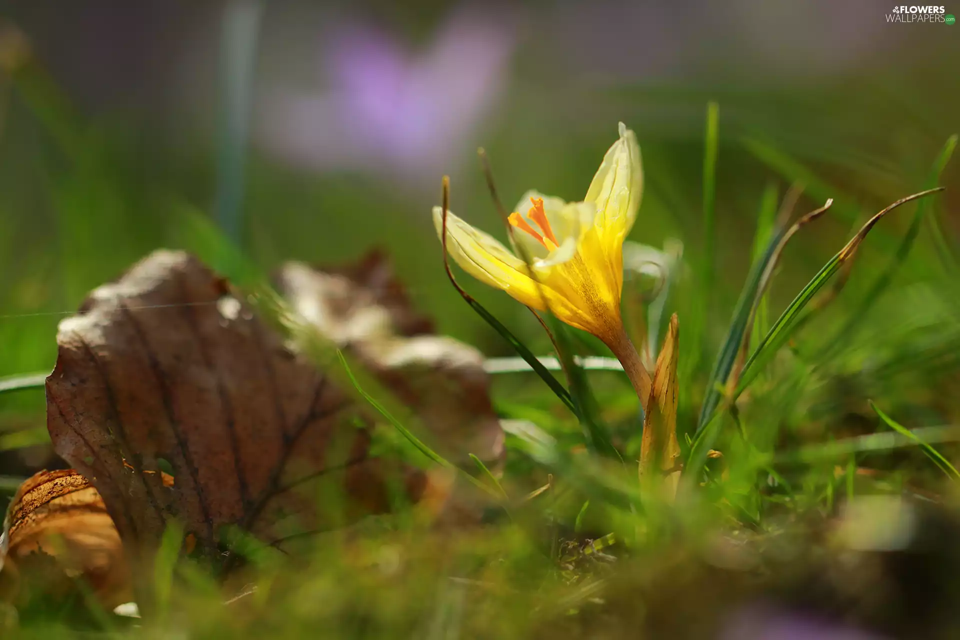 leaf, Yellow, crocus